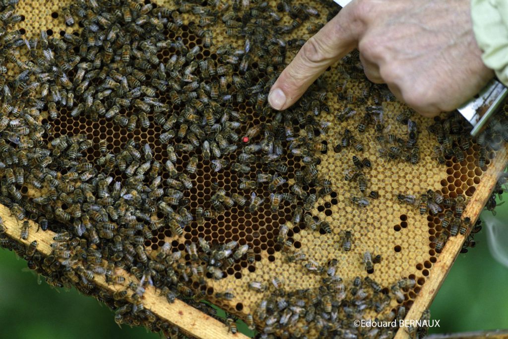 Locaruche, partenaire de l'entreprise d'apiculture Digizz