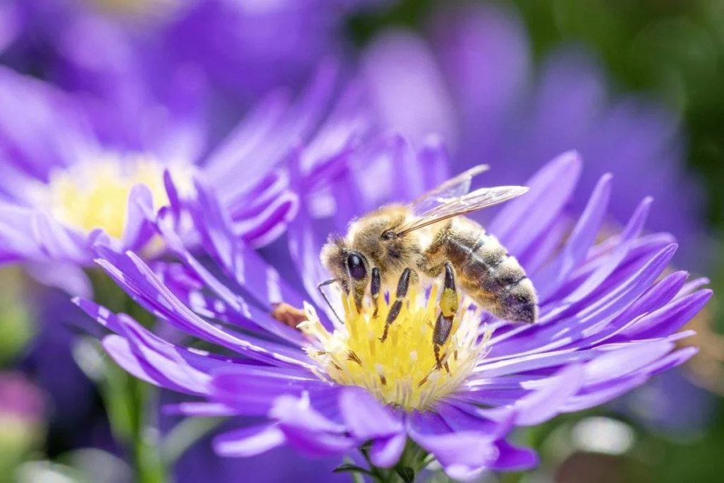 Comment la ruche pédagogique permet de sensibiliser à la biodiversité - Digizz