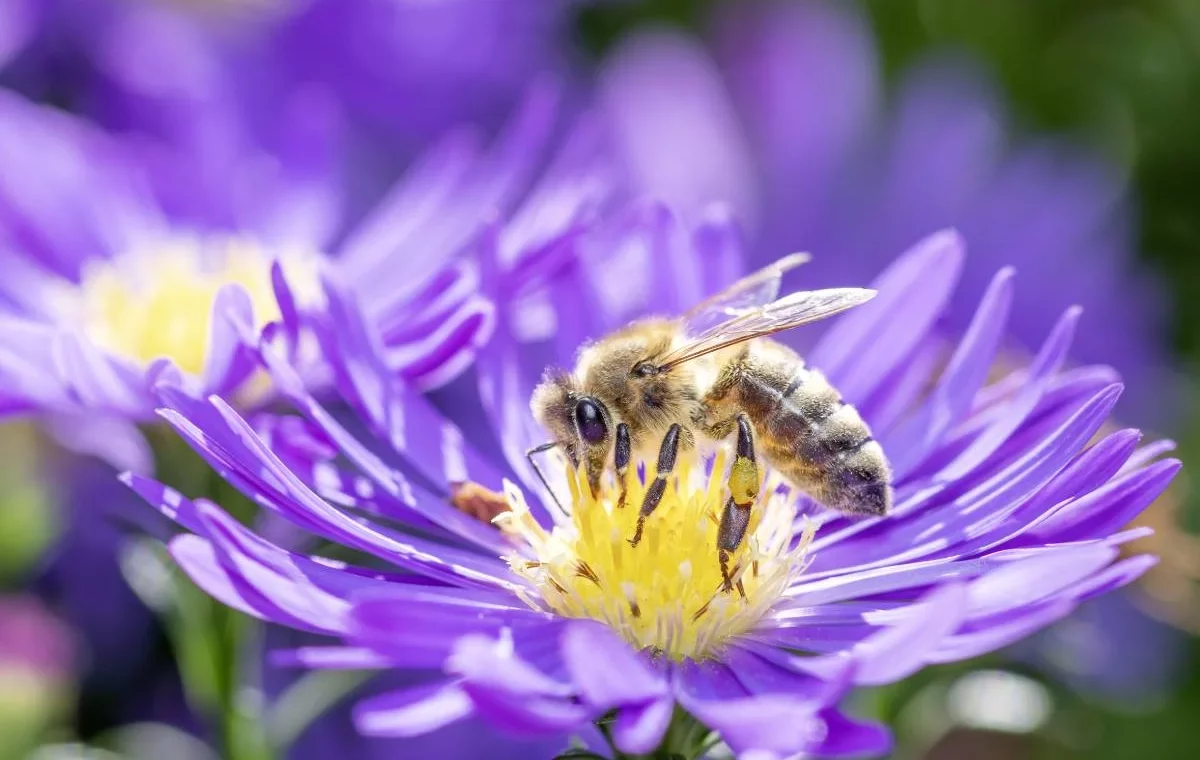 Comment la ruche pédagogique permet de sensibiliser à la biodiversité ?