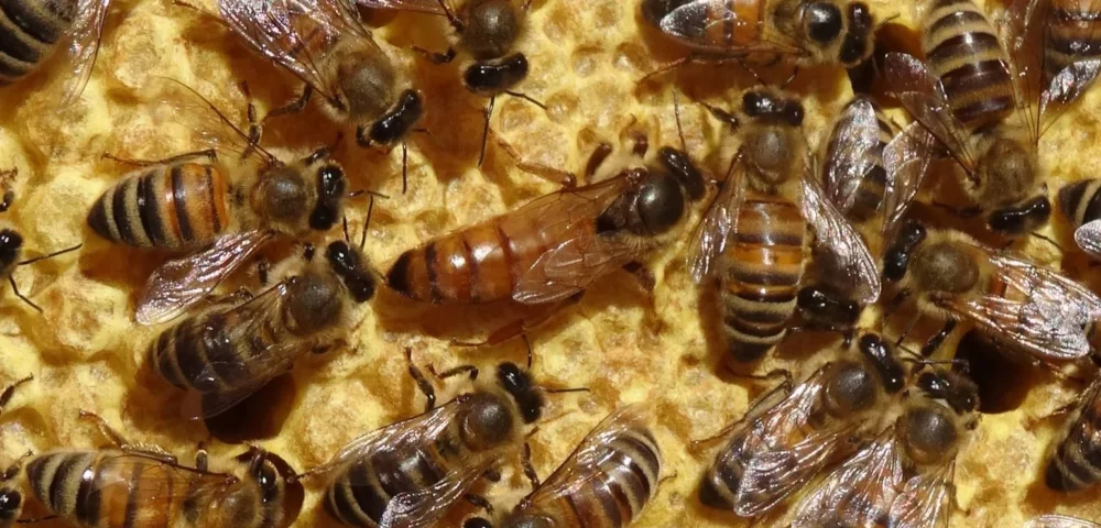 Et si la gelée n&rsquo;était pas si Royale ?