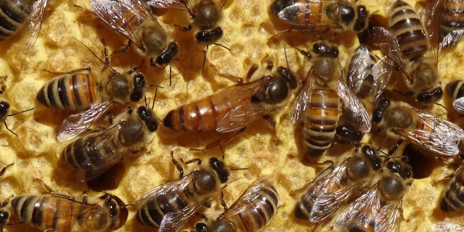 Et si la gelée n&rsquo;était pas si Royale ?