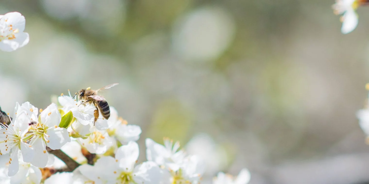 Quel est le rôle de l&rsquo;abeille dans l&rsquo;écosystème ?