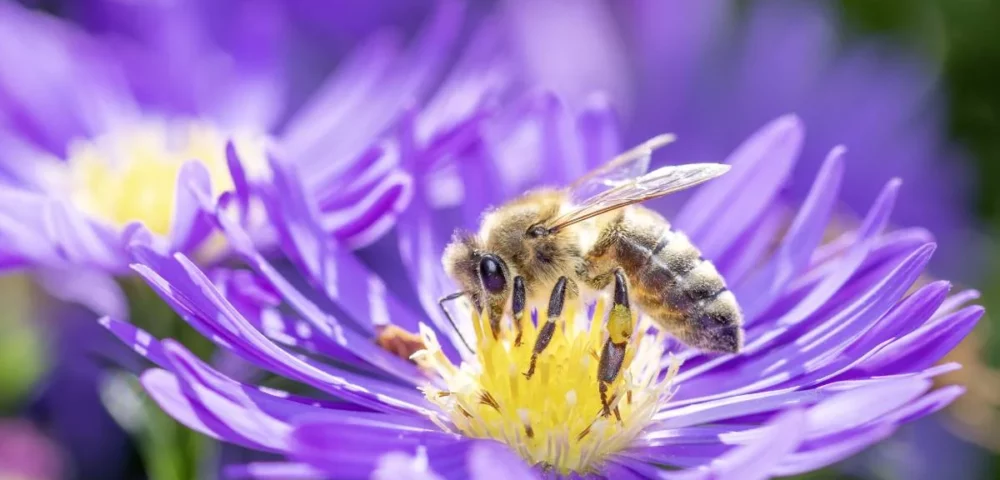 Comment la ruche pédagogique permet de sensibiliser à la biodiversité ?